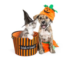 3. Disfraz para Mascotas: Perrito Calabaza